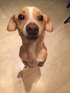 Zorro Dogsavior Daniel 1 1