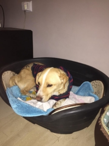 Zorro Dogsavior Daniel 2