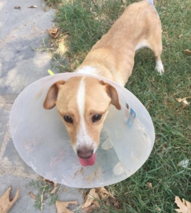 Zorro Dogsavior Daniel 3 1