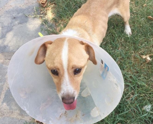 Zorro Dogsavior Daniel 3 1