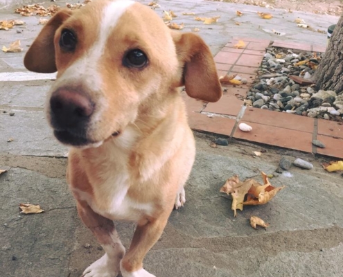 Zorro Dogsavior Daniel 4 1
