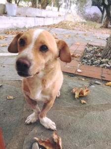Zorro Dogsavior Daniel 4