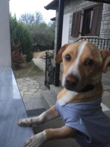 Zorro Dogsavior Daniel 5