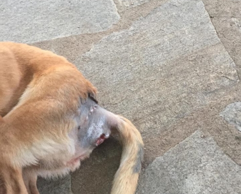 Zorro Dogsavior Daniel 6