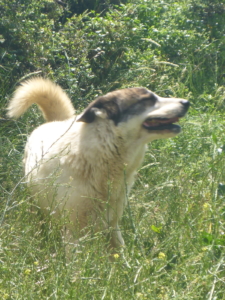 rocky6.JPG