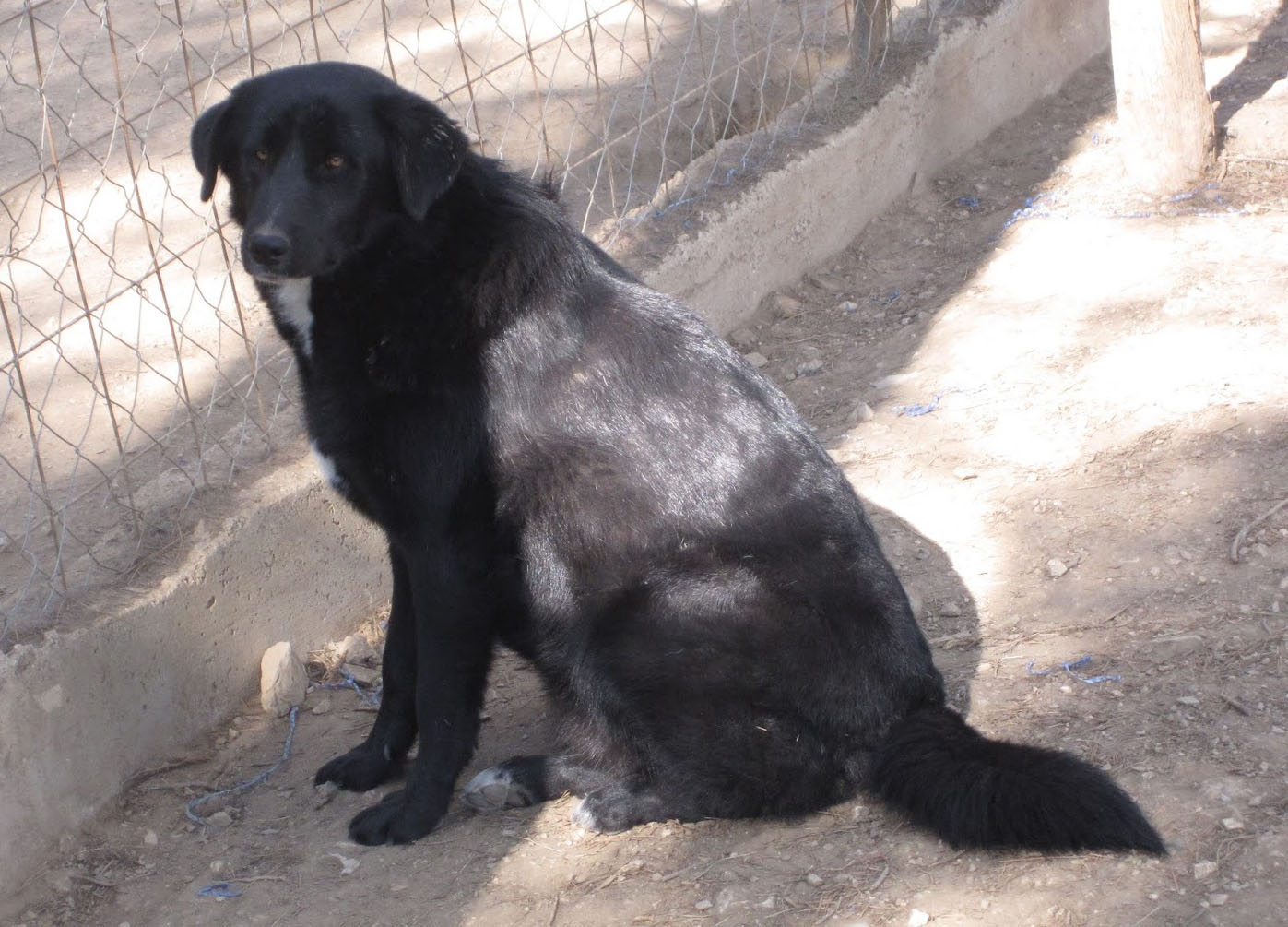 Angi Zorro Dogsavior Nov