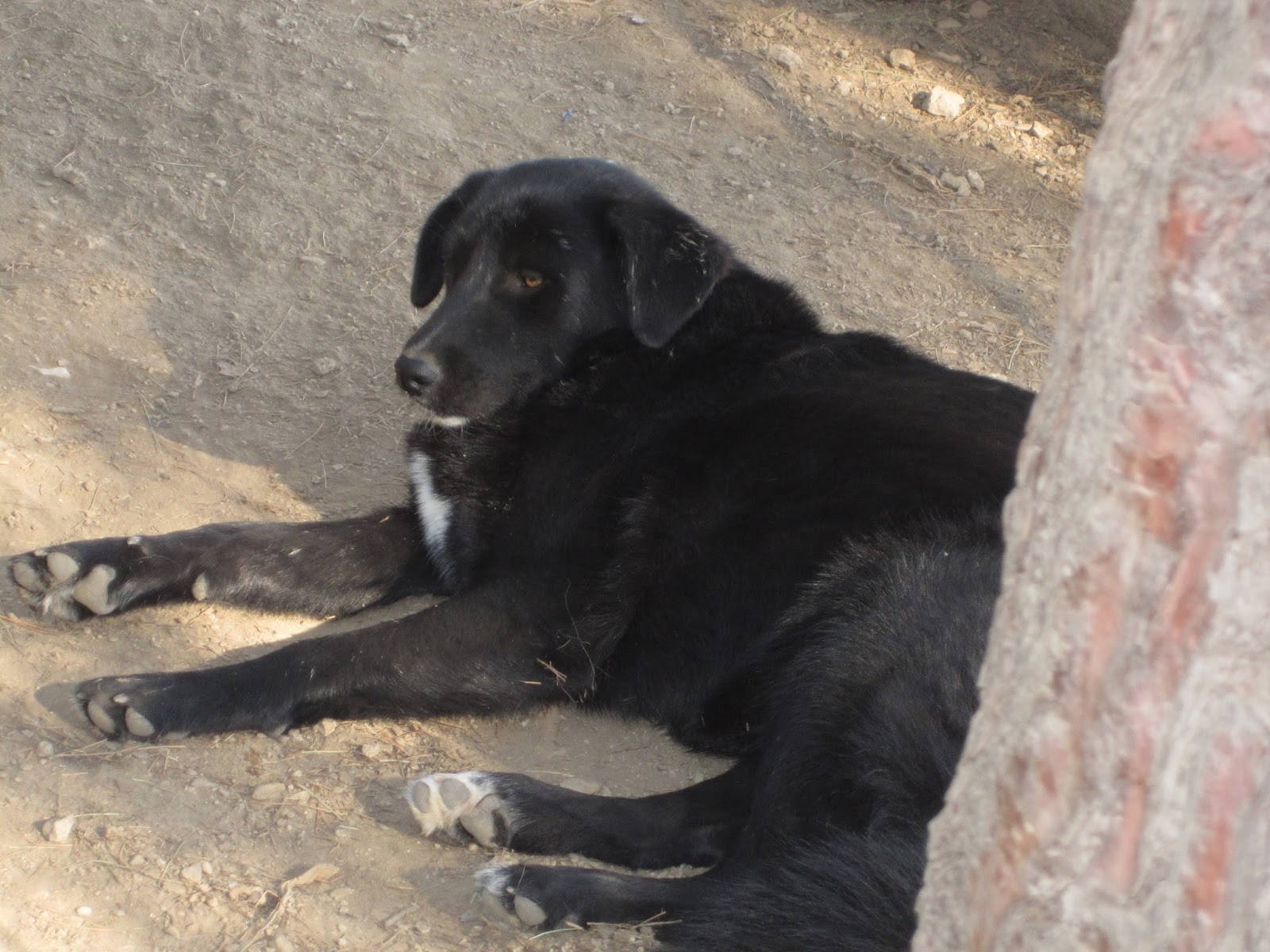 Angi Zorro Dogsavior Nov1
