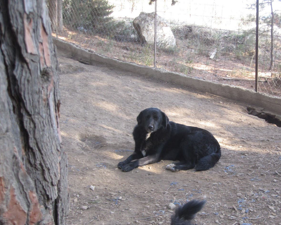 Angi Zorro Dogsavior Nov2