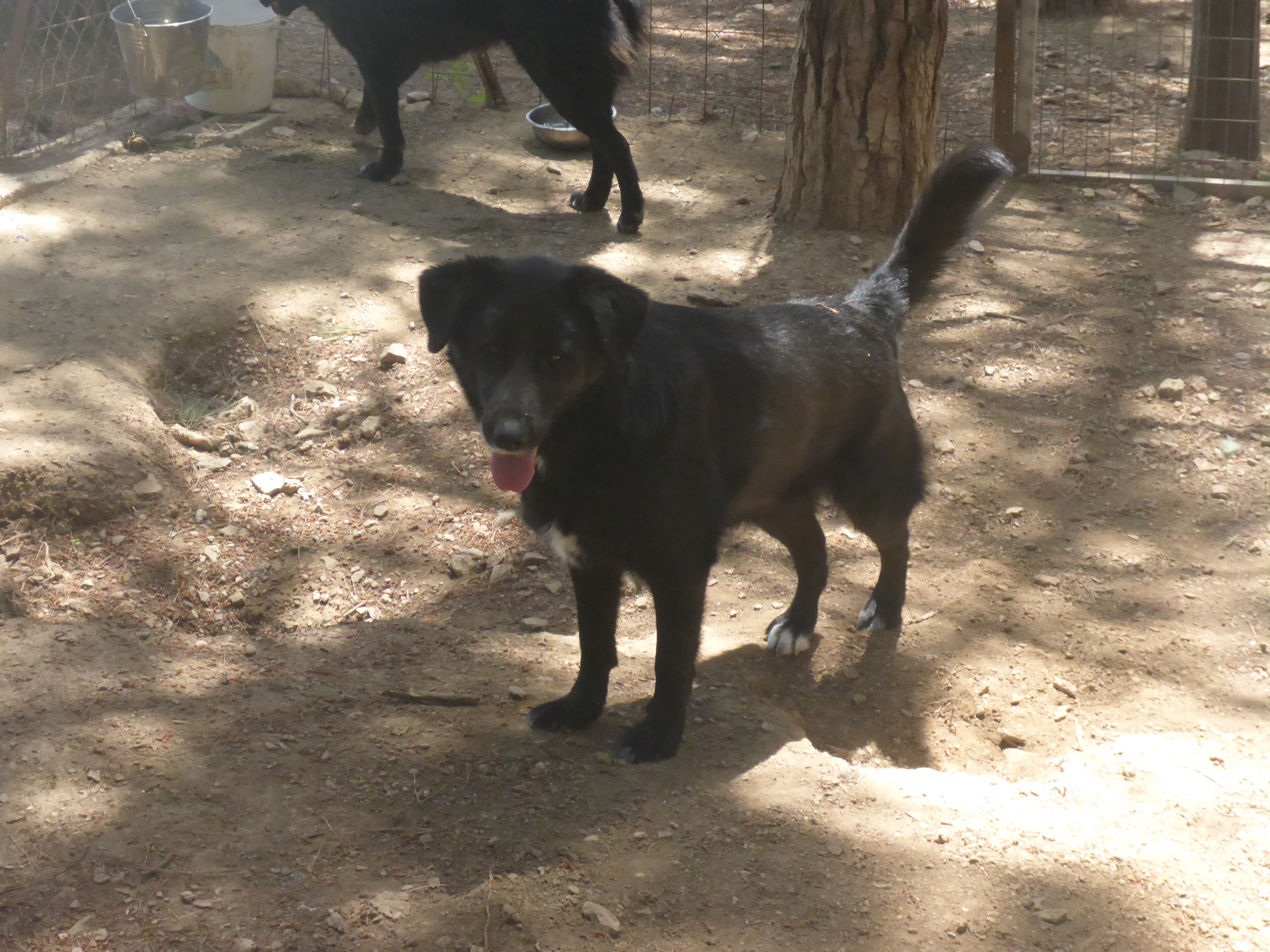 Angie Bärchen Zorro DogsaviorHp Dez192