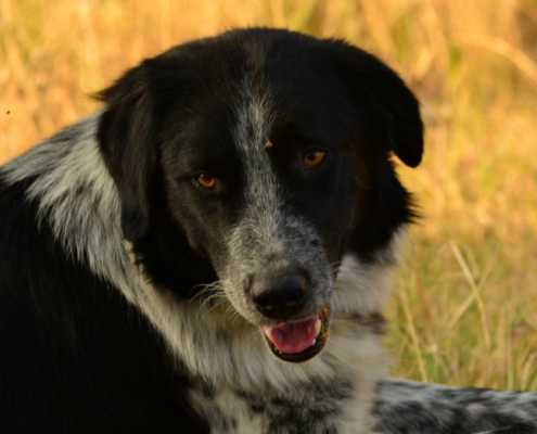 Balto Zorro Dogsavior HP Nov