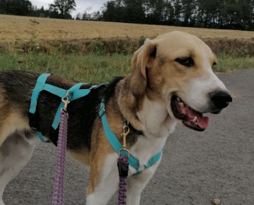 Bambam Tierschutz Rüde Aerzen e1567077110288