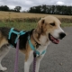 Bambam Tierschutz Rüde Aerzen e1567077110288
