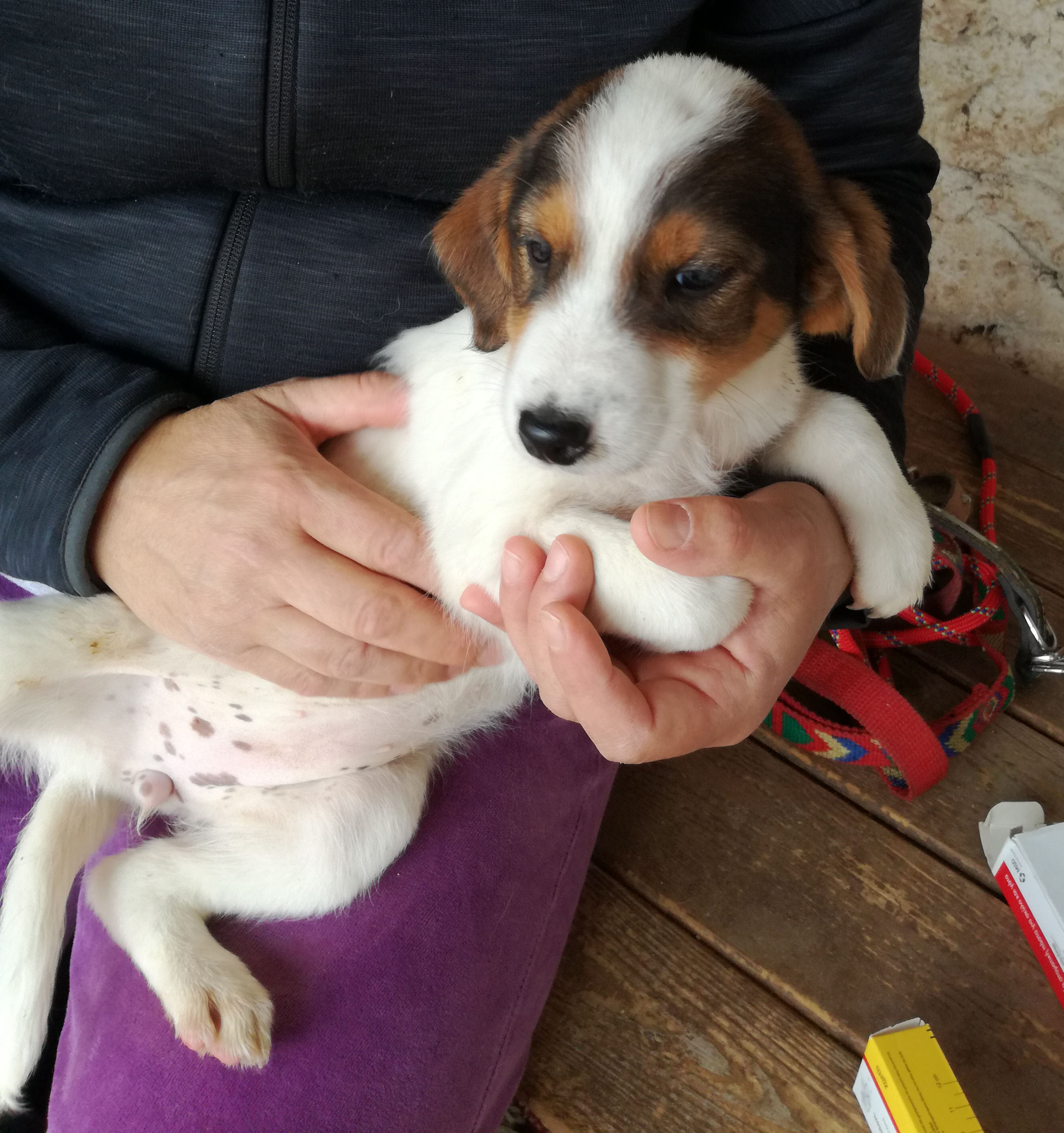 Belana Zorro Dogsavior Nov1