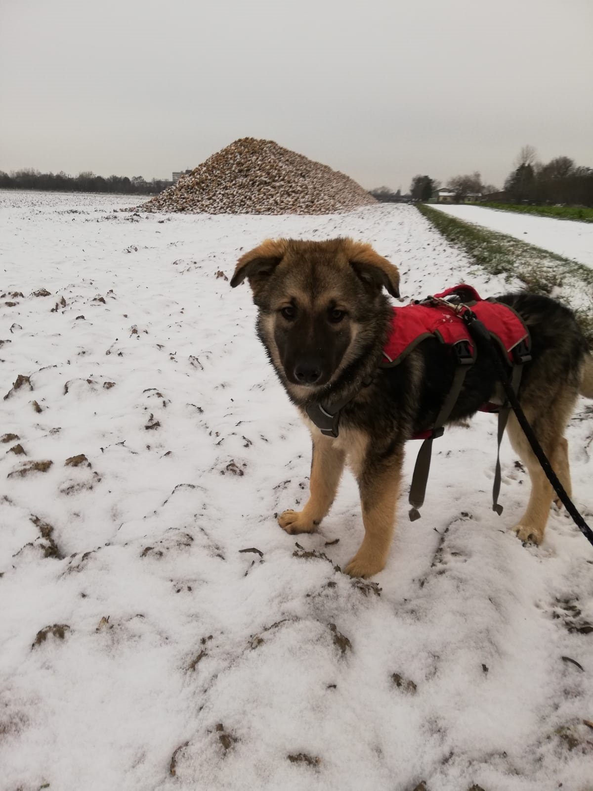 Ginger Zorro Dogsavior Dez3