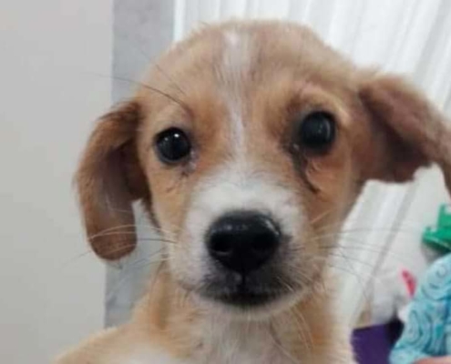 Karl Zorro Dogsavior Nov