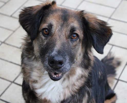 Lena Zorro Dogsavior HP Jan19