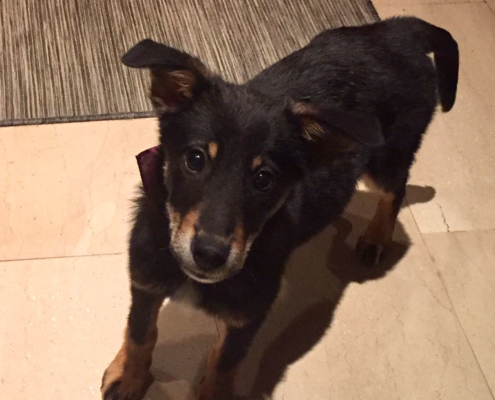 Markos Zorro Dogsavior HP Dez