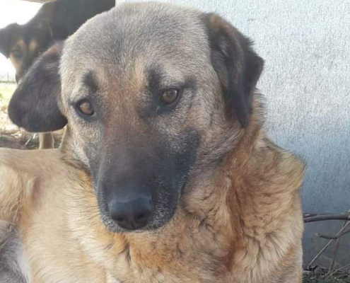Mina Zorro Dogsavior HP Mrz19