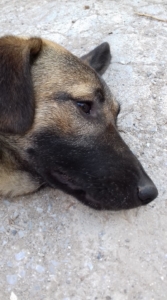 Mina Zorro Dogsavior Nov