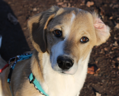 Mirabelle Zorro Dogsavior HP Feb19