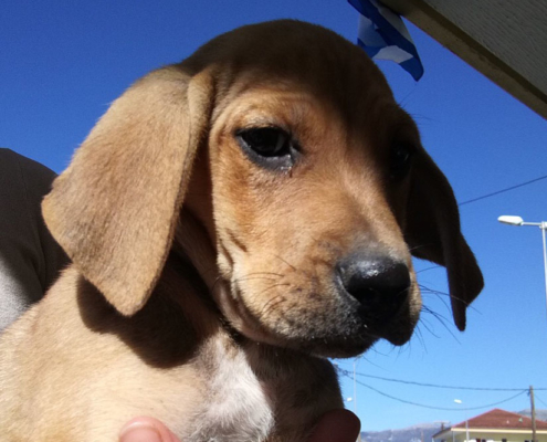 Neo Junior Zorro Dogsavior HP Nov