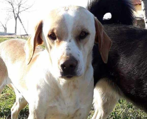 Samy Zorro Dogsavior HP Mrz19