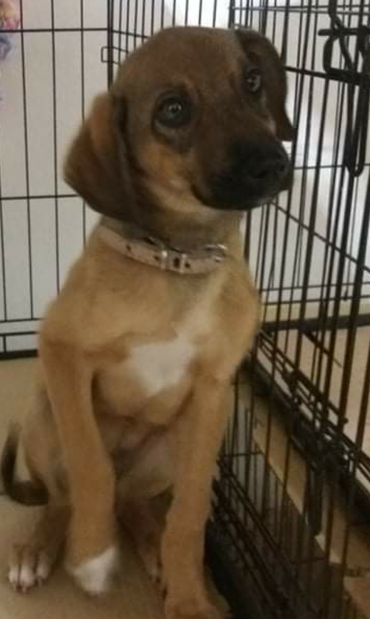 Amelie Zorro Dogsavior Dez