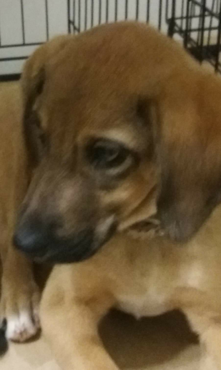 Amelie Zorro Dogsavior Dez1