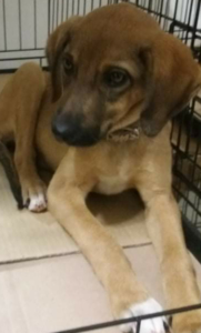 Amelie Zorro Dogsavior Dez2