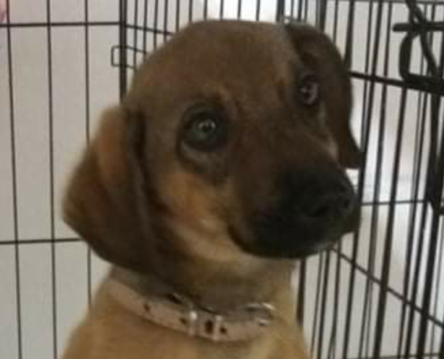 Amelie Zorro Dogsavior HP Dez