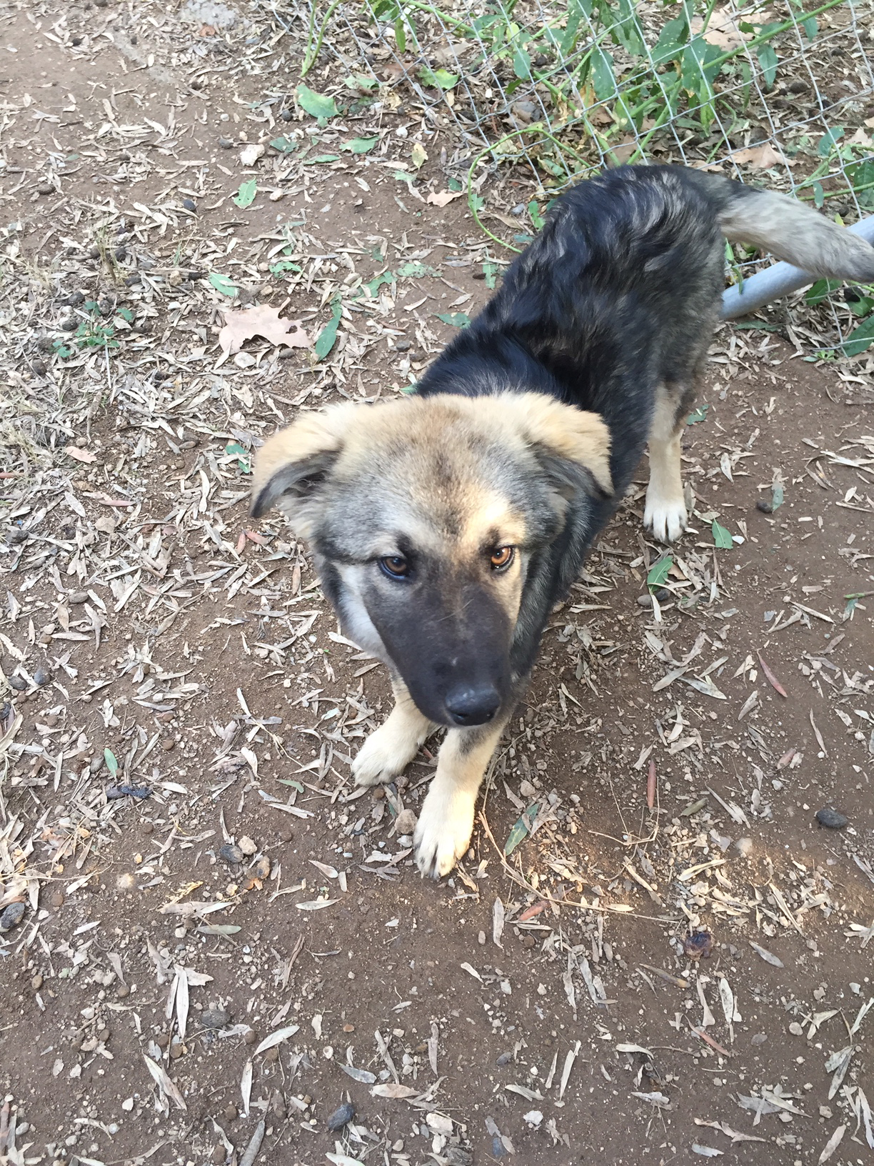 Ginger Zorro Dogsavior Dez4