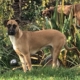 Lilly Beitragsbild