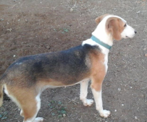 Melody Zorro Dogsavior HP Dez