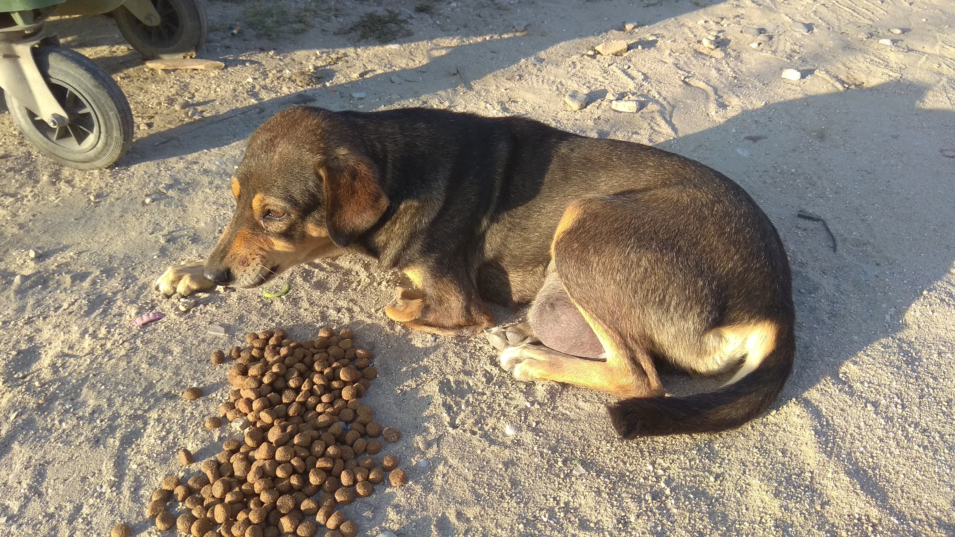 Mina Zorro Dogsavior 1