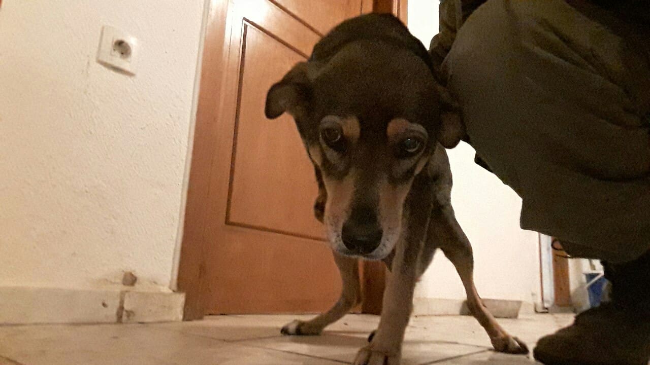 Mina Zorro Dogsavior 3