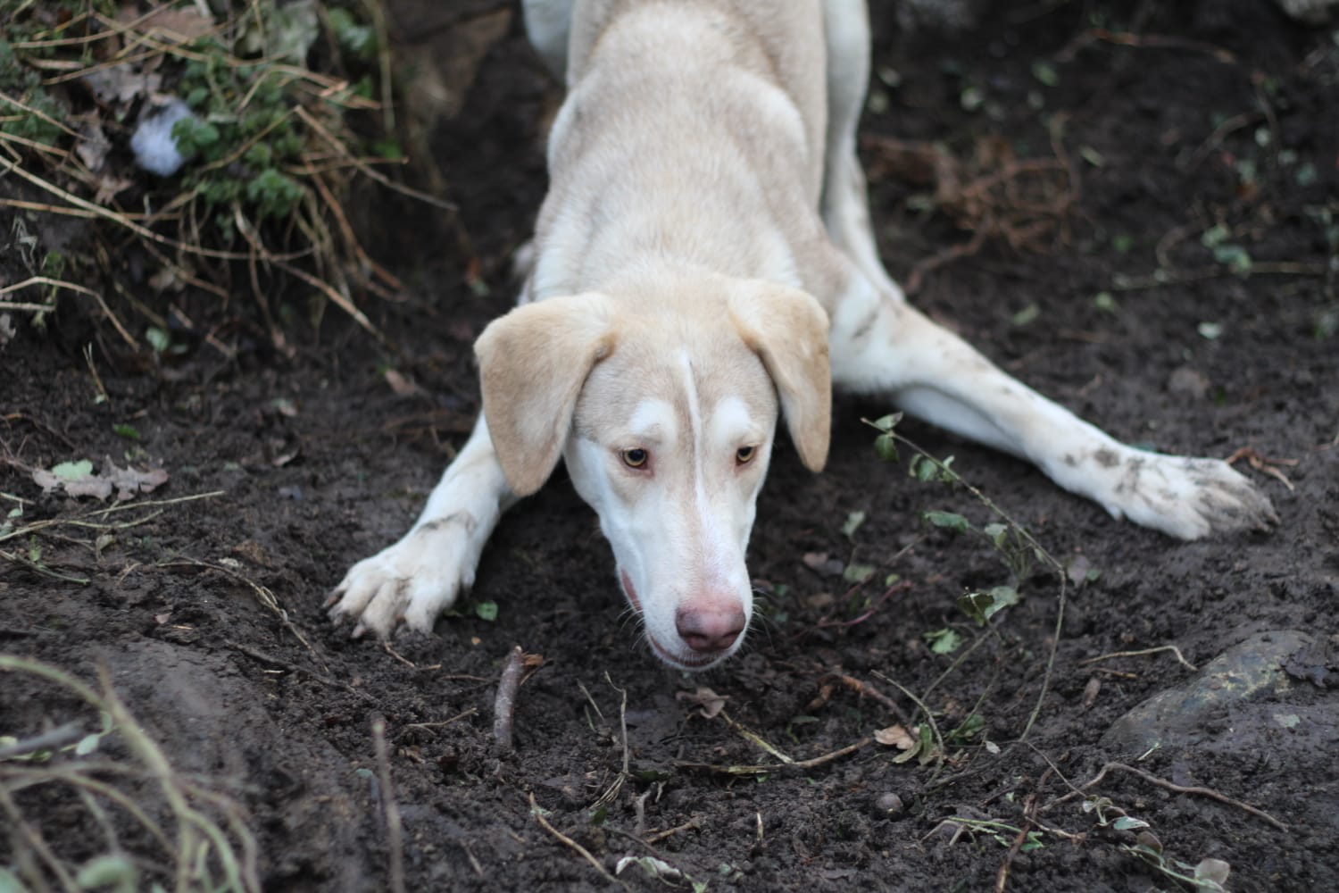 Athos Zorro Dogsavior Beitragsbild Feb19