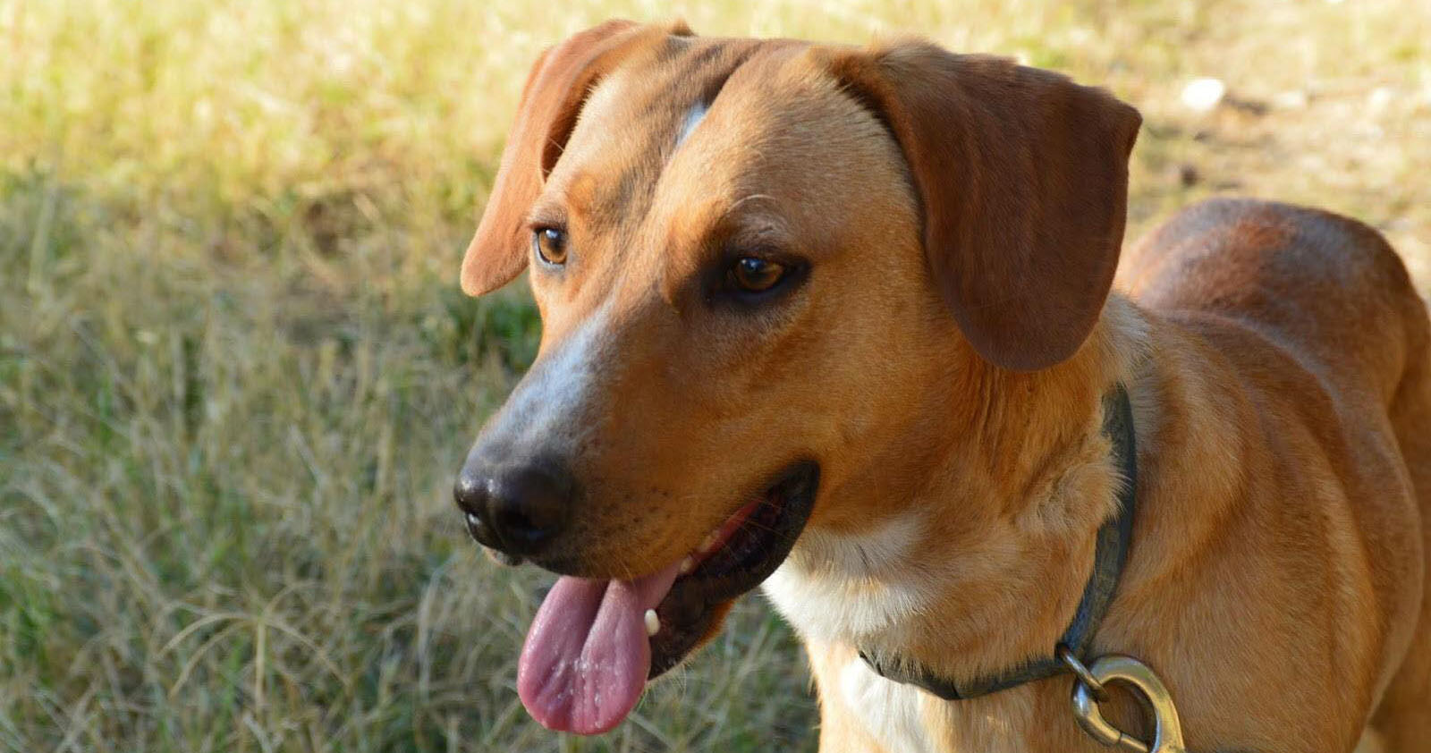 Beni Zorro Dogsavior Beitragsbild Jan19