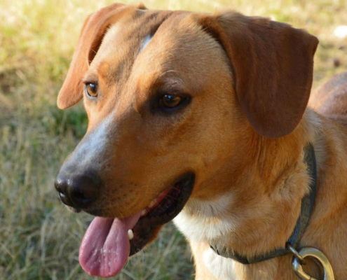 Beni Zorro Dogsavior HP Jan19