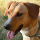 Beni Zorro Dogsavior HP Jan19