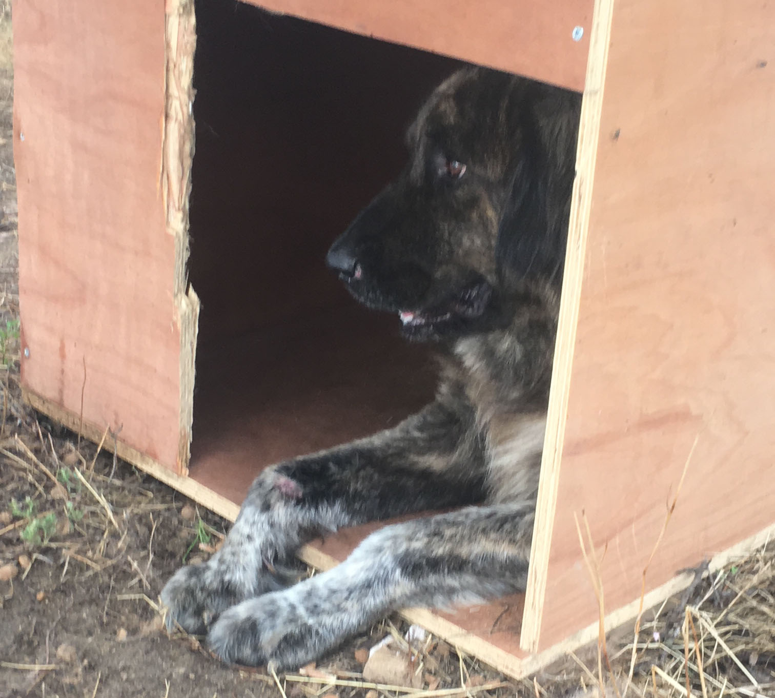 Goofy Zorro Dogsavior HP