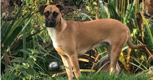 Lilly Zorro Dogsavior Hand in Hand Beitragsbild Jan