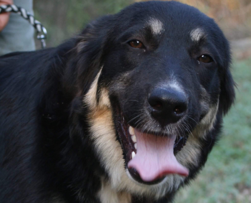 Lola Zorro Dogsavior HP Jan19