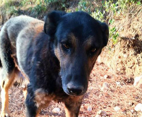 Magda Zorro Dogsavior HP Jan19