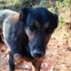 Magda Zorro Dogsavior HP Jan19