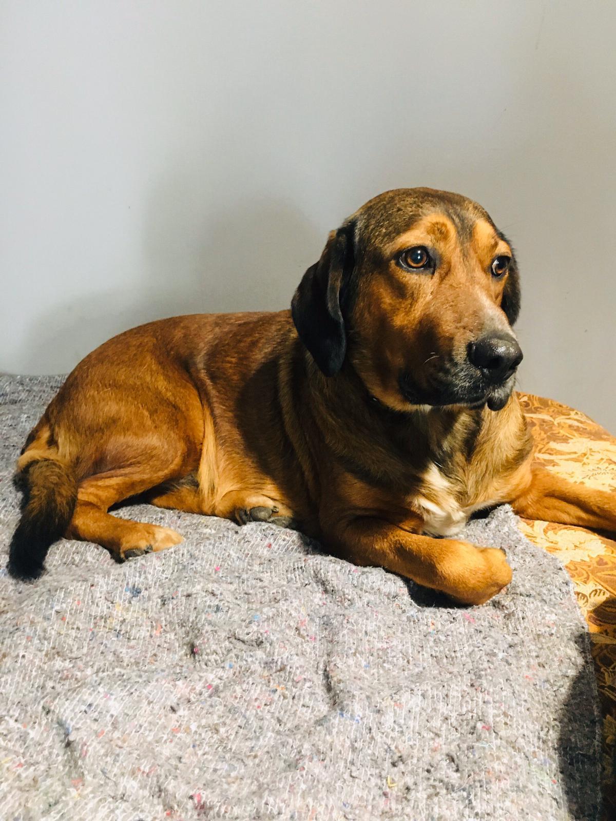 Nino Zorro DogsaviorHp Dez19