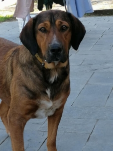 Nino Zorro DogsaviorHp Dez192