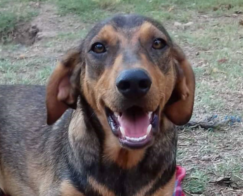 Pino Zorro Dogsavior HP Jan19