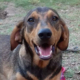 Pino Zorro Dogsavior HP Jan19
