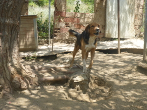 Pluto Zorro DogsaviorHp Dez19