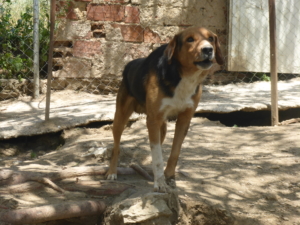 Pluto Zorro DogsaviorHp Dez192